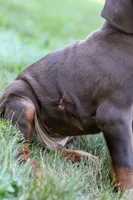 OSWALD, a male Doberman Pinscher for sale in Baltic, OH – 2 of 5