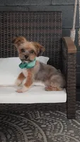 RILEY, a male Shorkie for sale in Baltic, OH – 1 of 4