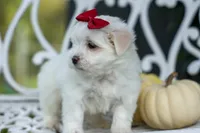 MURPHY, a male Maltese for sale in Baltic, OH – 5 of 10