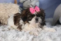 JENA, a female Shih Tzu for sale in Baltic, OH – Photo 5 of 10