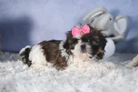 JENA, a female Shih Tzu for sale in Baltic, OH – Photo 3 of 10
