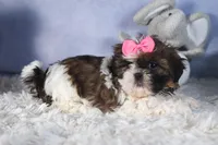 JENA, a female Shih Tzu for sale in Baltic, OH – Photo 4 of 10