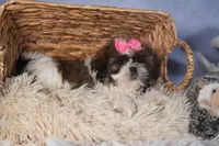 JENA, a female Shih Tzu for sale in Baltic, OH – Photo 9 of 10
