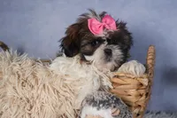 JENA, a female Shih Tzu for sale in Baltic, OH – Photo 8 of 10