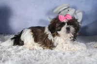 JENA, a female Shih Tzu for sale in Baltic, OH – Photo 2 of 10