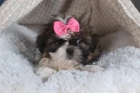 JENA, a female Shih Tzu for sale in Baltic, OH – Photo 6 of 10