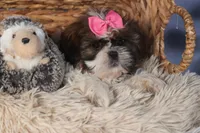 JENA, a female Shih Tzu for sale in Baltic, OH – Photo 7 of 10