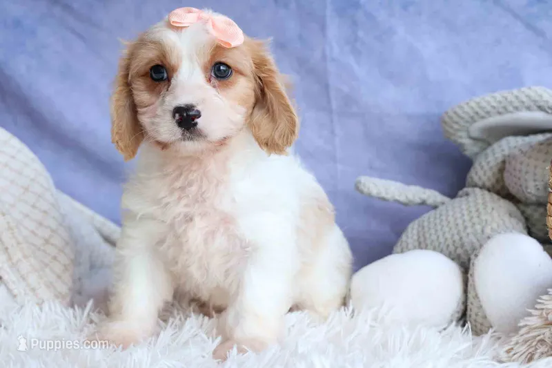 RHODA – Cavachon puppy for sale in Baltic, OH