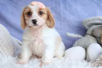 RHODA, a female Cavachon for sale in Baltic, OH – 1 of 10
