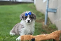 NOAH, a male Pembroke Welsh Corgi and Poodle - Miniature  for sale in Baltic, OH – 6 of 10