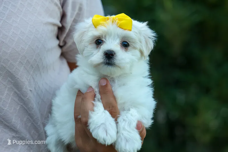 PEBBLES – Maltese puppy for sale in Baltic, OH