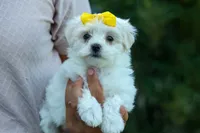 PEBBLES, a female Maltese for sale in Baltic, OH – 10 of 10