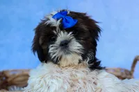 RANDY, a male Shih Tzu for sale in Baltic, OH – 2 of 9