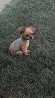 RILEY, a male Shorkie for sale in Baltic, OH – 4 of 4