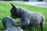 MILO, a male Frenchton for sale in Baltic, OH – 7 of 9