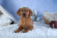 DON, a male Labrador Retriever for sale in Baltic, OH – Photo 6 of 10