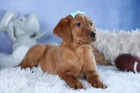 DON, a male Labrador Retriever for sale in Baltic, OH – Photo 3 of 10