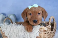 DON, a male Labrador Retriever for sale in Baltic, OH – Photo 7 of 10