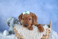 DON, a male Labrador Retriever for sale in Baltic, OH – Photo 9 of 10