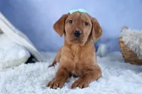 DON, a male Labrador Retriever for sale in Baltic, OH – Photo 2 of 10