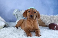 DON, a male Labrador Retriever for sale in Baltic, OH – Photo 5 of 10