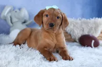 DON, a male Labrador Retriever for sale in Baltic, OH – Photo 4 of 10