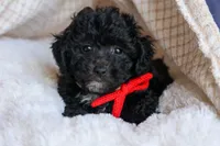 NOEL, a male Bichpoo for sale in Baltic, OH – 10 of 10