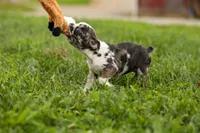 BRANDY, a female Frenchton for sale in Baltic, OH – 3 of 10