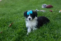 NELSON, a male Pembroke Welsh Corgi and Poodle - Miniature  for sale in Baltic, OH – 4 of 10