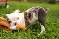 BELLA, a female Frenchton for sale in Baltic, OH – 2 of 10