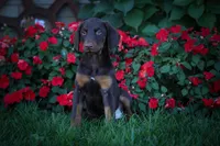 PENNY, a female Doberman Pinscher for sale in Baltic, OH – 2 of 9