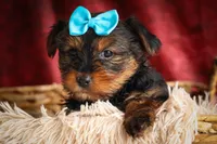DEXTER, a male Yorkshire Terrier for sale in Baltic, OH – 5 of 10