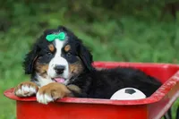 SCOUT, a male Bernese Mountain Dog for sale in Baltic, OH – 5 of 10