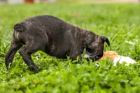 BAILEY, a male Frenchton for sale in Baltic, OH – 3 of 9