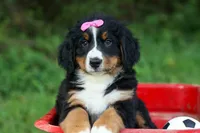SALLY, a female Bernese Mountain Dog for sale in Baltic, OH – 4 of 10
