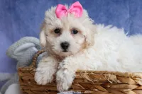 NANCY, a female Bichpoo for sale in Baltic, OH – 2 of 10