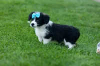 NELSON, a male Pembroke Welsh Corgi and Poodle - Miniature  for sale in Baltic, OH – 8 of 10