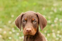 DUKE, a male Doberman Pinscher for sale in Baltic, OH – 7 of 10