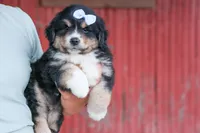 LINCOLN, a male Miniature American Shepherd for sale in Baltic, OH – 5 of 10