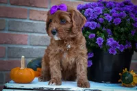 RUSTY, a male Cavapoo for sale in Baltic, OH – 7 of 10