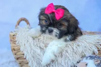 STELLA, a female Shih Tzu for sale in Baltic, OH – 4 of 10