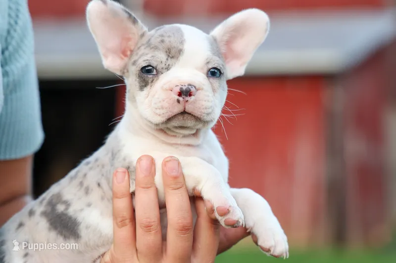 MARLEY – Frenchton puppy for sale in Baltic, OH
