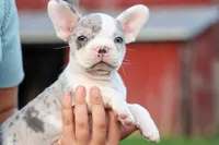 MARLEY, a male Frenchton for sale in Baltic, OH – 1 of 10