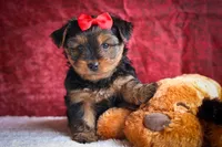 DOC, a male Yorkshire Terrier for sale in Baltic, OH – 1 of 10