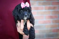 BELLA, a female Cavapoo for sale in Baltic, OH – 2 of 10