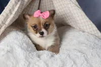 TWILIGHT, a female Pembroke Welsh Corgi for sale in Baltic, OH – Photo 5 of 10