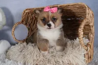TWILIGHT, a female Pembroke Welsh Corgi for sale in Baltic, OH – Photo 10 of 10