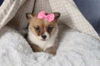 TWILIGHT, a female Pembroke Welsh Corgi for sale in Baltic, OH – Photo 8 of 10