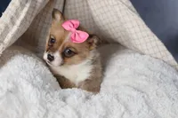 TWILIGHT, a female Pembroke Welsh Corgi for sale in Baltic, OH – Photo 7 of 10