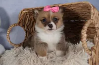 TWILIGHT, a female Pembroke Welsh Corgi for sale in Baltic, OH – Photo 9 of 10
